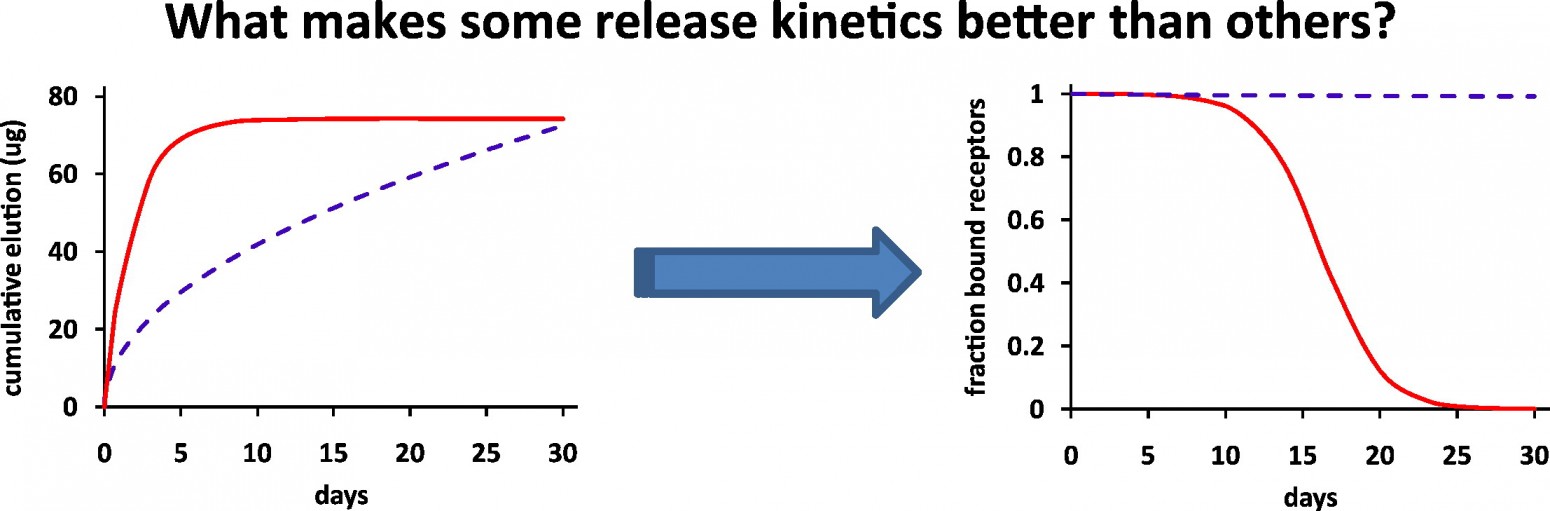 releasekinetics