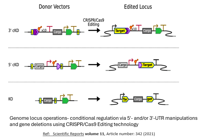 crispr-cas9